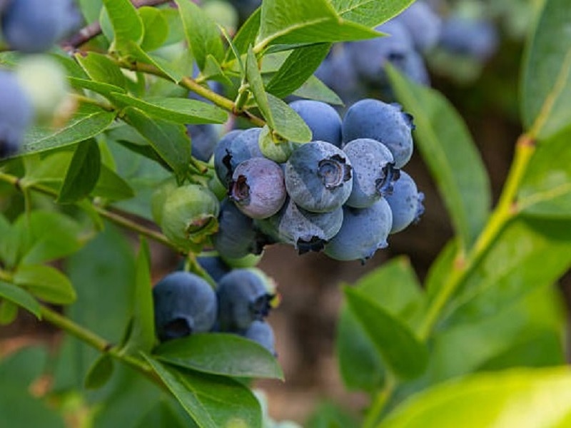 Shrubs for autumn planting